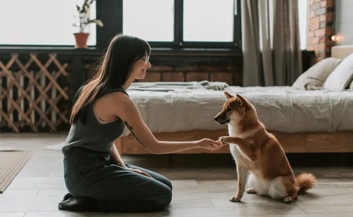 Los Basenji no ladran, pero vaya que son comunicativos.