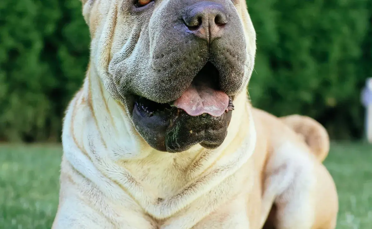 perros más caros