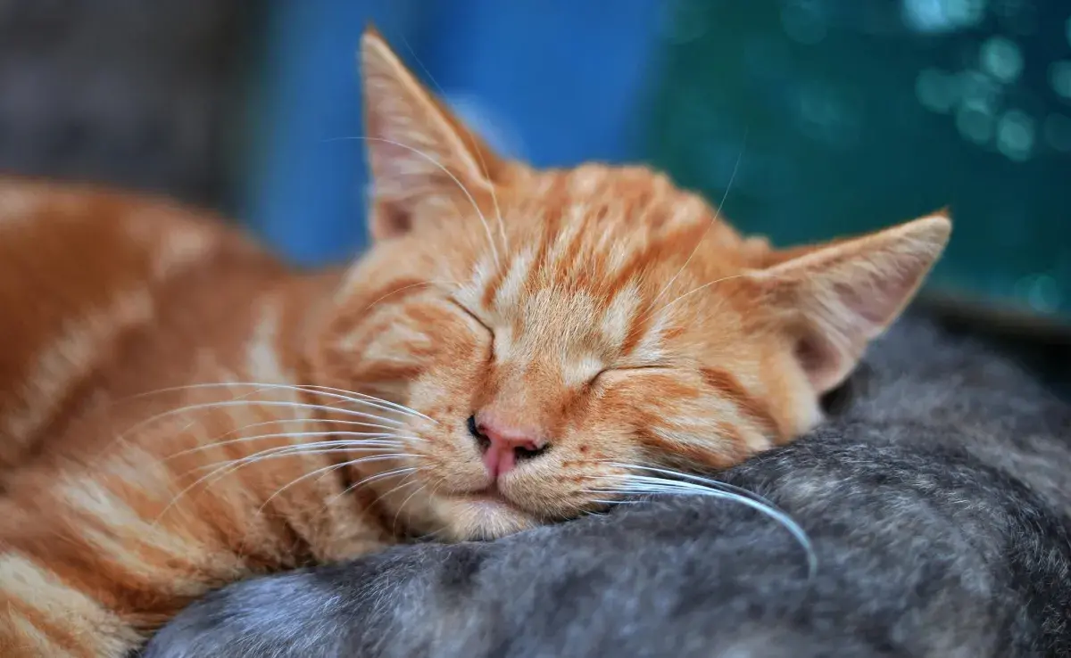 Soñar con gatos puede tener todo tipo de significados
