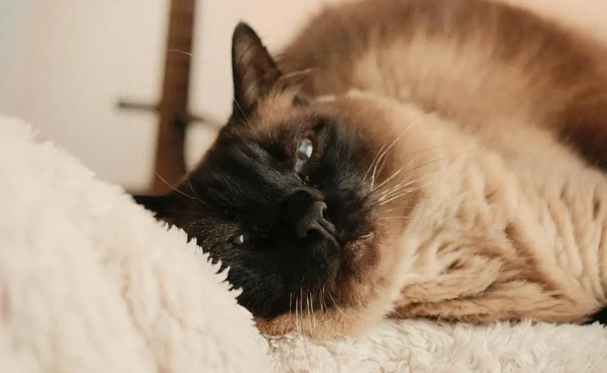 La clamidiosis felina y el FeLV son algunas de las enfermedades más peligrosas para los gatos