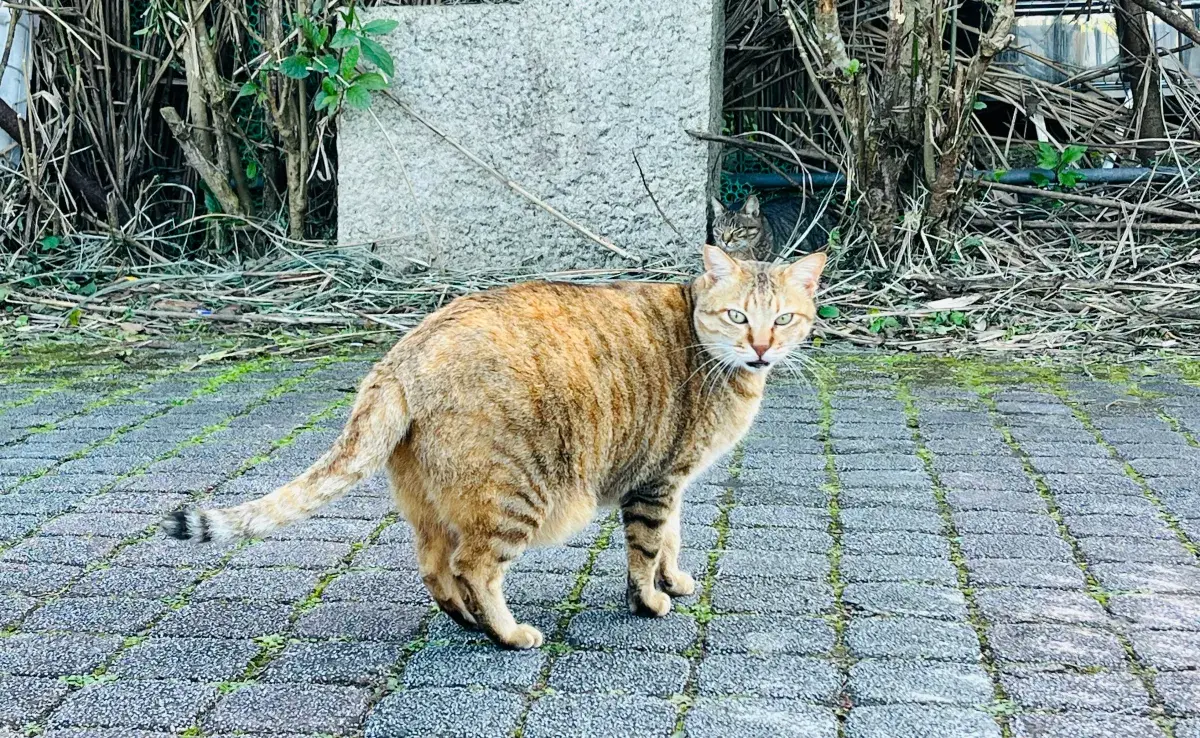 Las gatas pueden quedar embarazadas desde su primer celo a los 6 meses