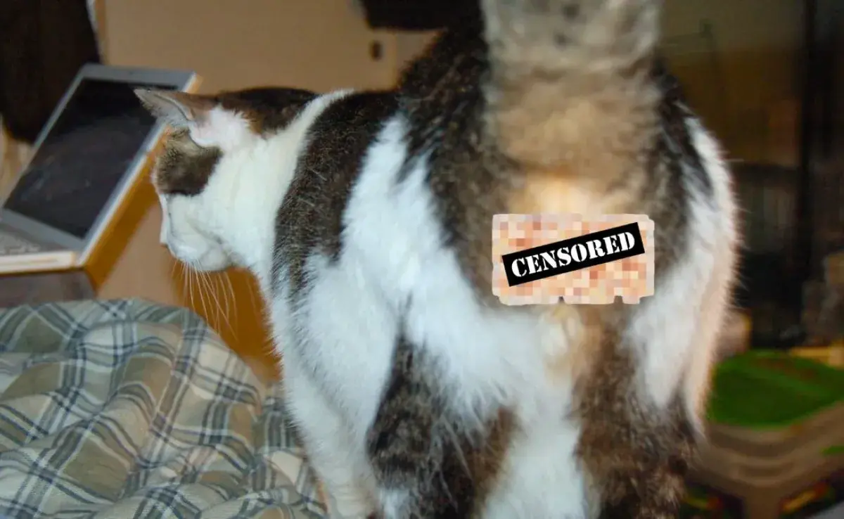 🐈 ¿Por qué mi gato me pone su trasero en la cara? 🐈