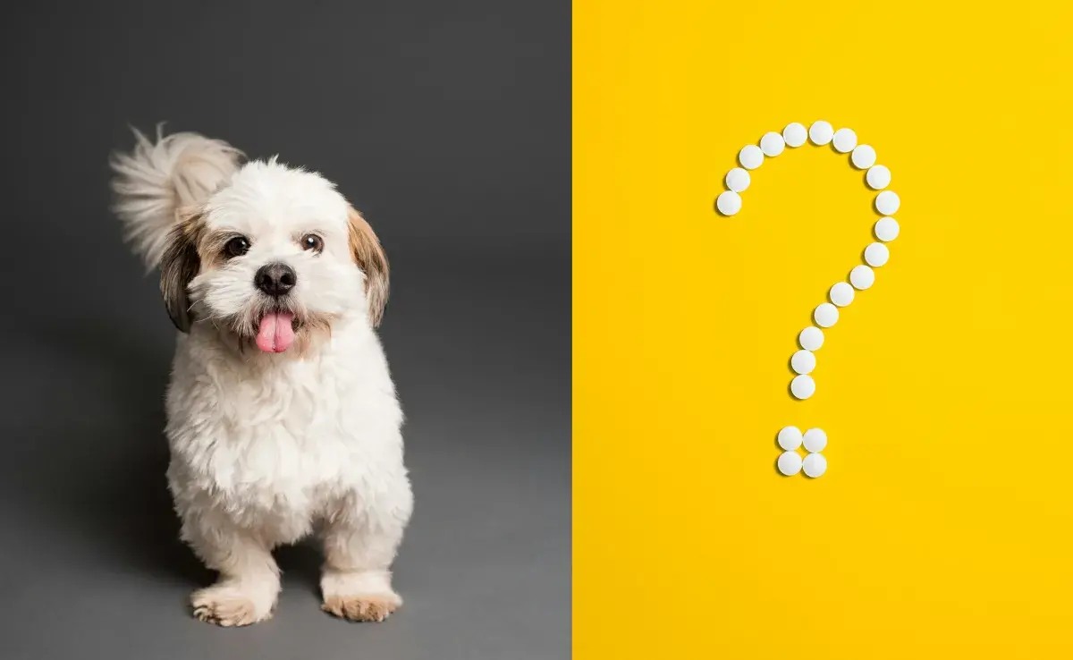 Recuerda que a los perros no debes darles antiinflamatorios de humanos.