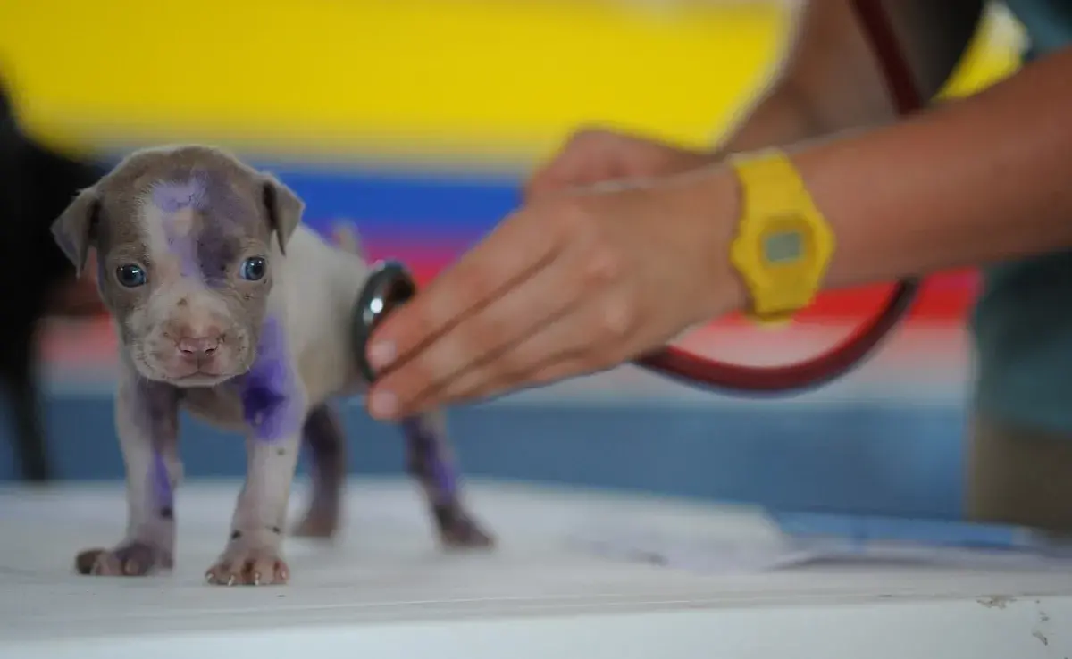 ¿Con qué frecuencia se desparasita a un perro?