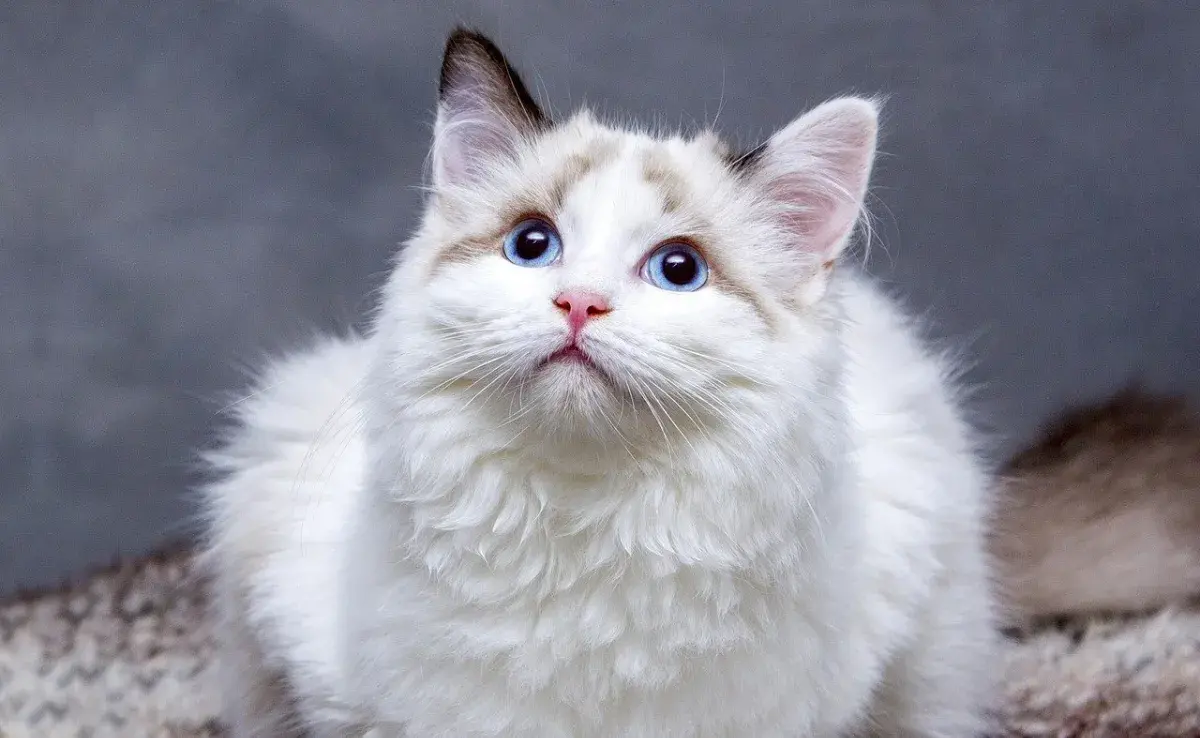 Cómo llamar a un gato para que te haga caso
