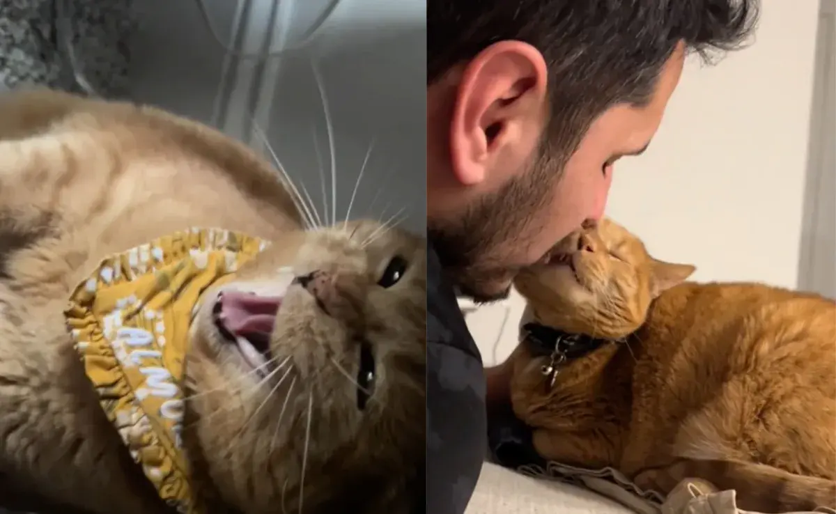 Ganarte el amor de un gato puede ser todo un reto.