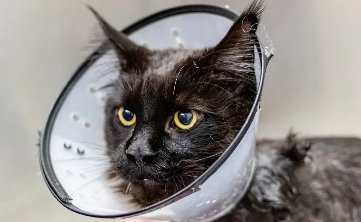 Problemas de salud más comunes en gatos