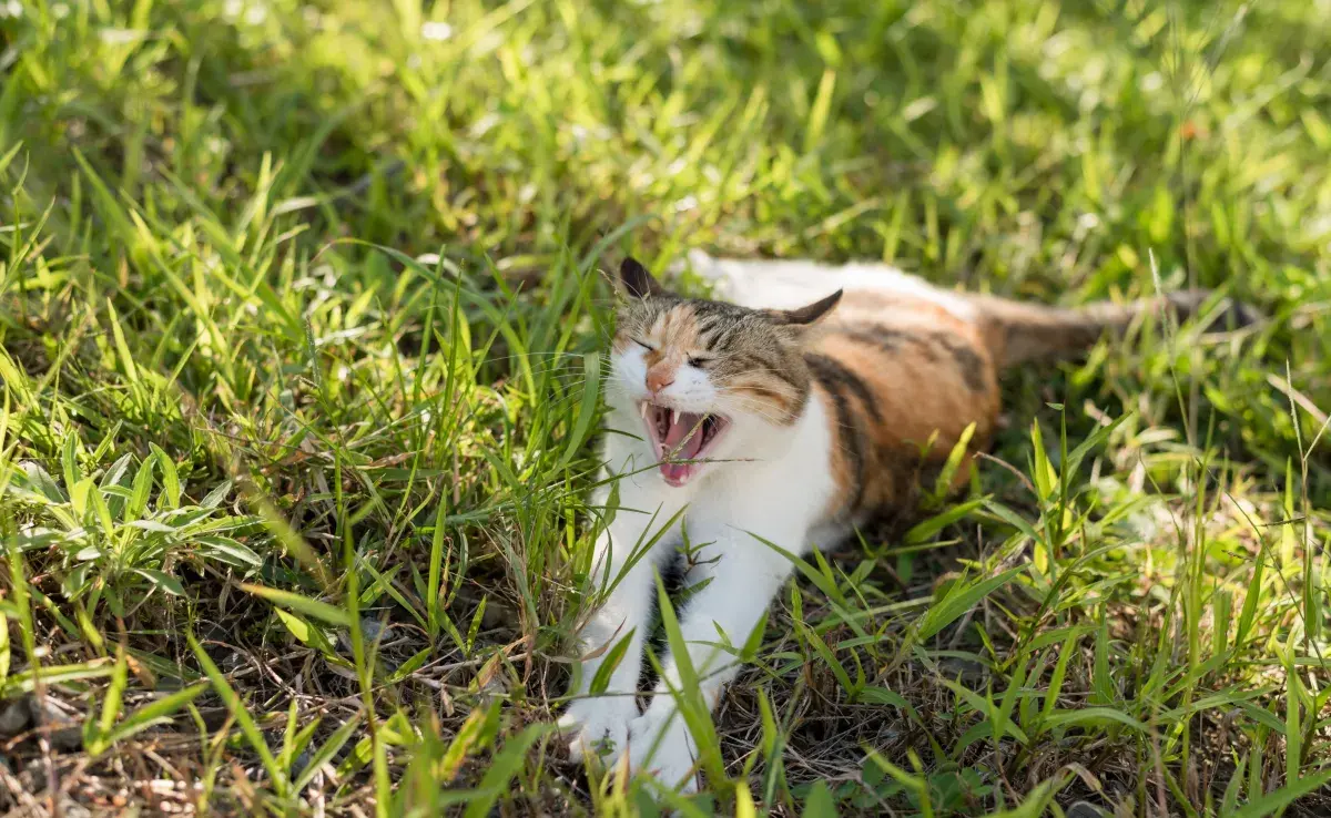 El gato del pajonal (Leopardus pajeros) es un pariente lejano de nuestros felinos domésticos.