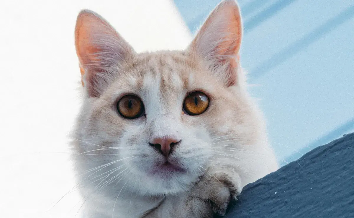 Si tu gato tiene los ojos rojos se pueden tratar de conjuntivitis.