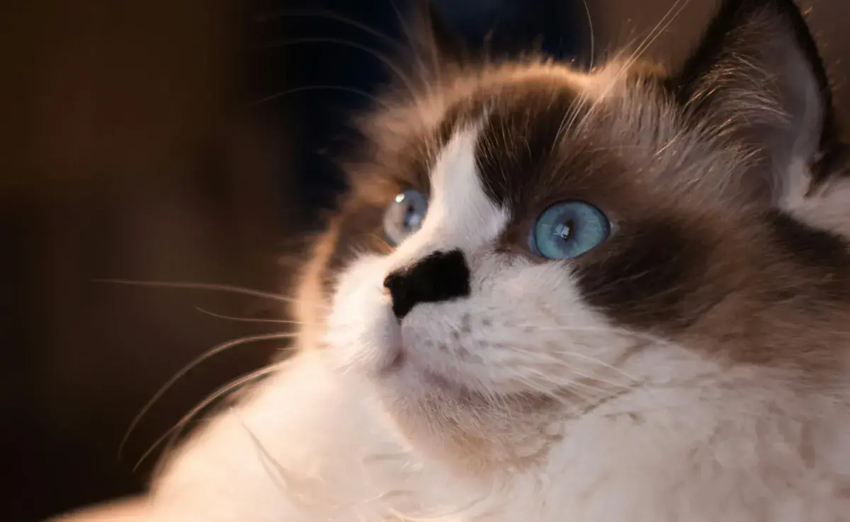 Los gatos blancos con ojos azules necesitan más cuidados.