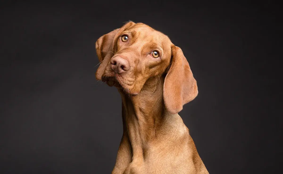 ¿Qué tan inteligente es tu perro?