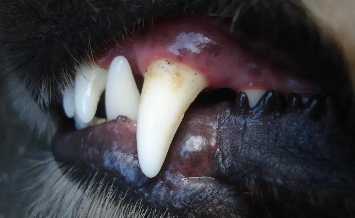 ¿ La limpieza profunda dental en perros es peligrosa?