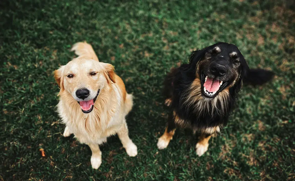 Los perros llegan a tener un lazo muy especial con su dueño, parecido al amor.