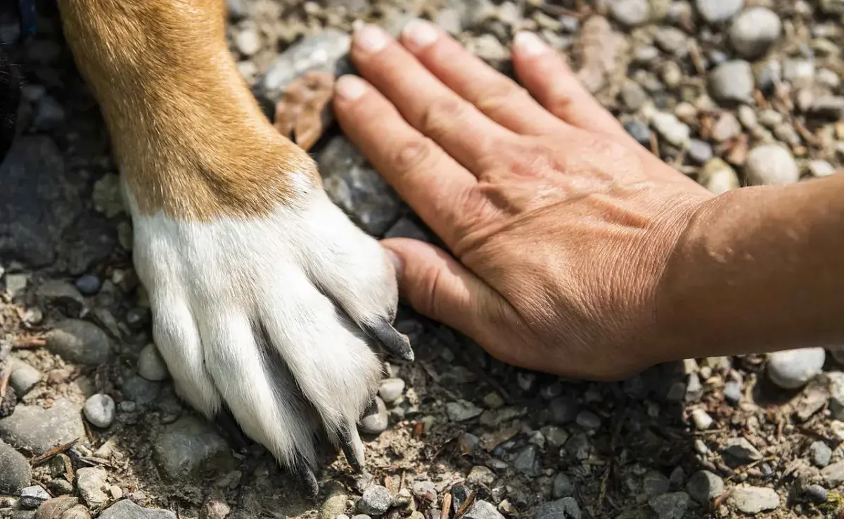 ¿Tienes una multa de tránsito? Págala cuidando perritos