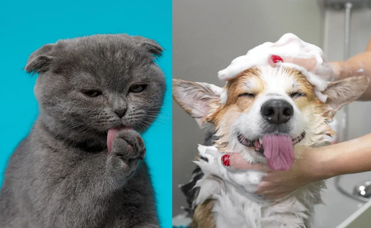 Los gatos usan su lengua, la cual está cubierta de papilas filiformes que funcionan como un cepillo natural.
