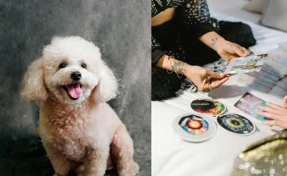 De acuerdo con los astros, los perros también tienen rasgos parecidos dependiendo de su signo zodiacal.