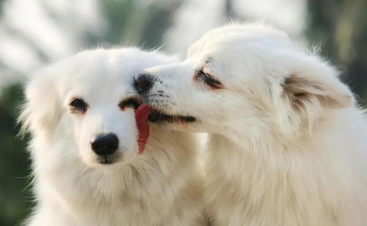 El que tu perro quiera montar todo no tiene que ver con un tema sexual.