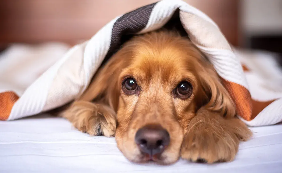 ¿Ponerle o no ropa a nuestras mascotas?