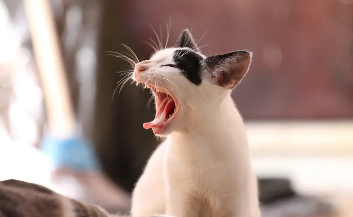 ¿Qué hago si mi gato me ataca?