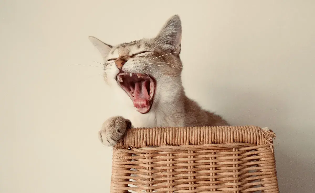 El mal aliento de tu gato puede ser por un problema más grave.