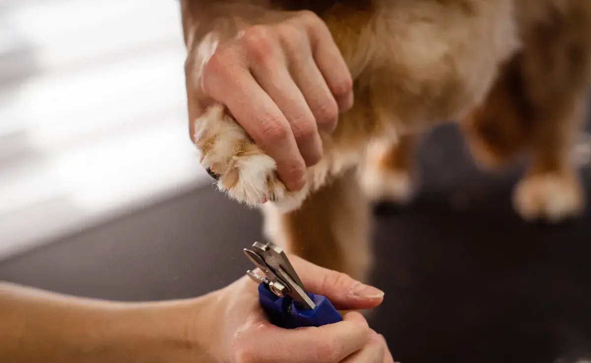 Los cortaúñas humanos pueden no cortar limpiamente las uñas del perro.