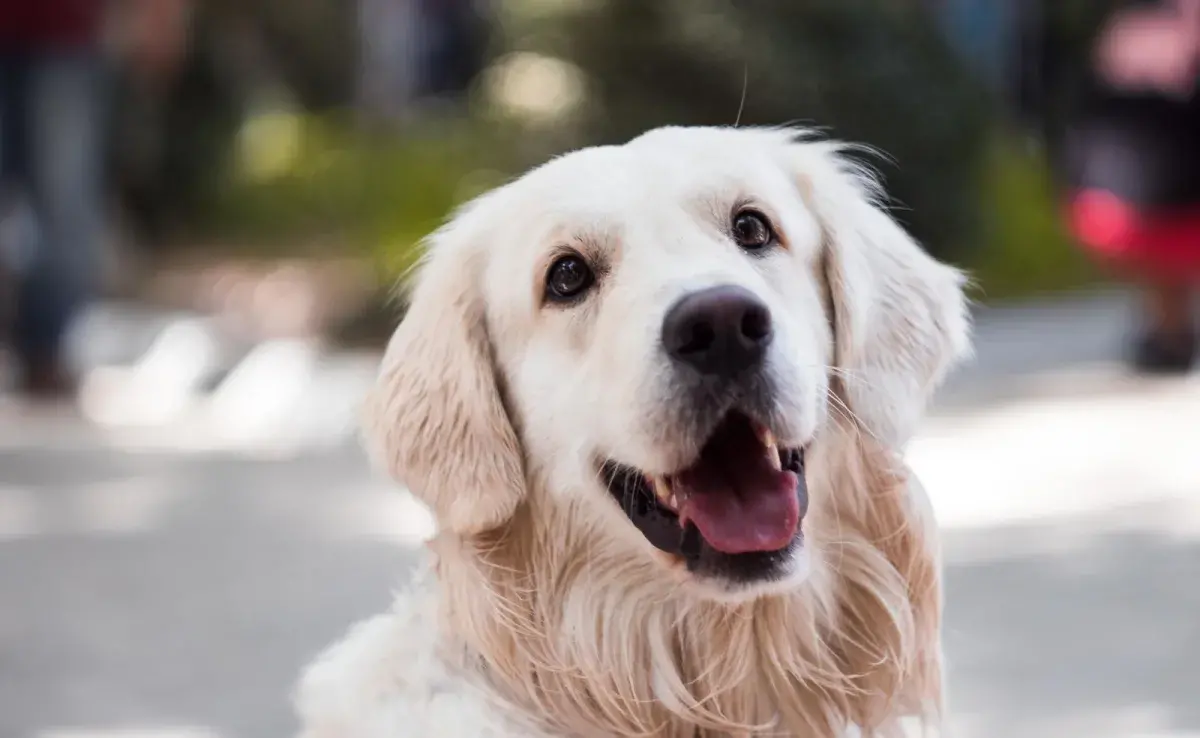 El primer celo en una perrita suele ocurrir entre los 6 y 12 meses de edad.