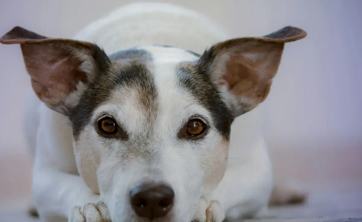 Gracias a un nuevo estudio, la edad de tu perro puede ser determinada por la nariz.