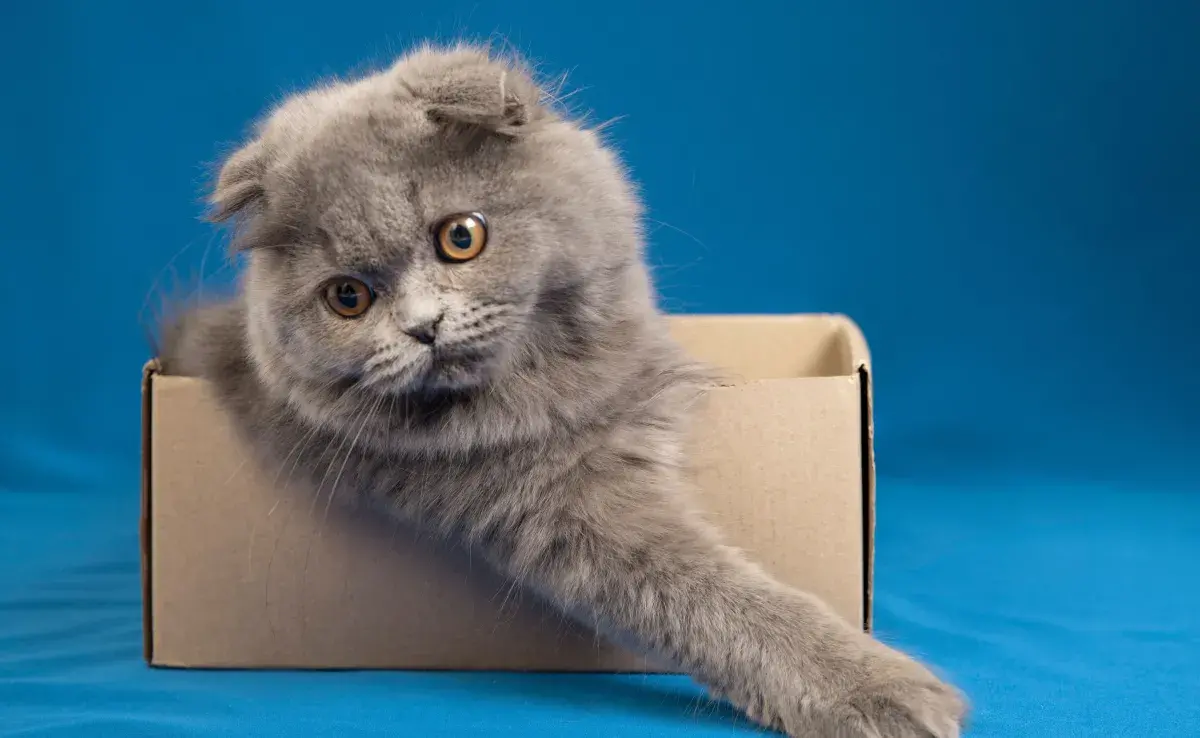 Los Scottish Fold y su defecto genético causan mucha ternura y amor.