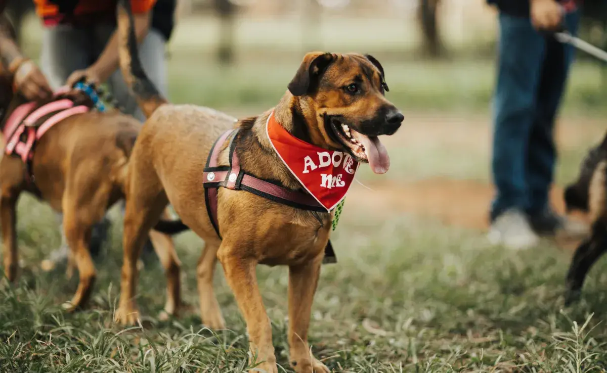 Adopta en lugares que tienen certificación. 