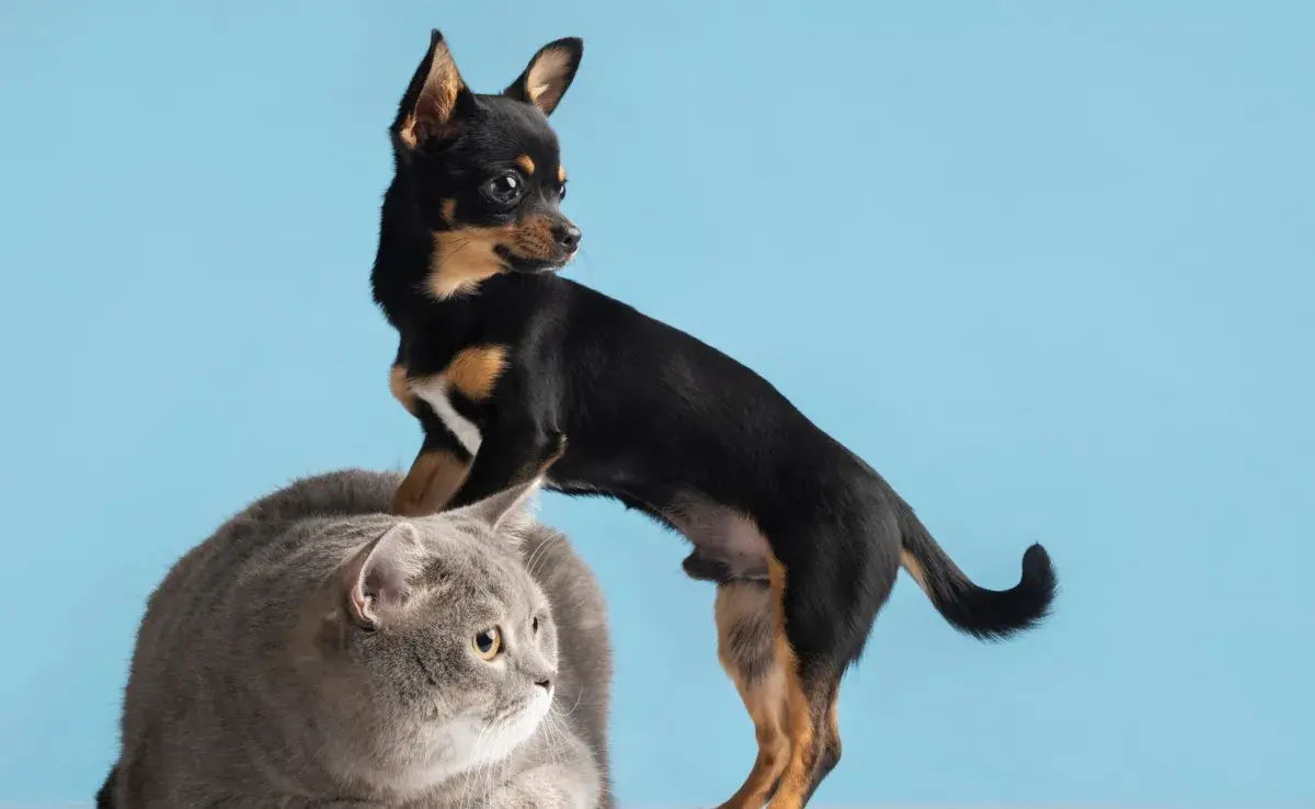 Cuidado con la época de calor, pues tus mascotas pueden tener un golpe de calor.