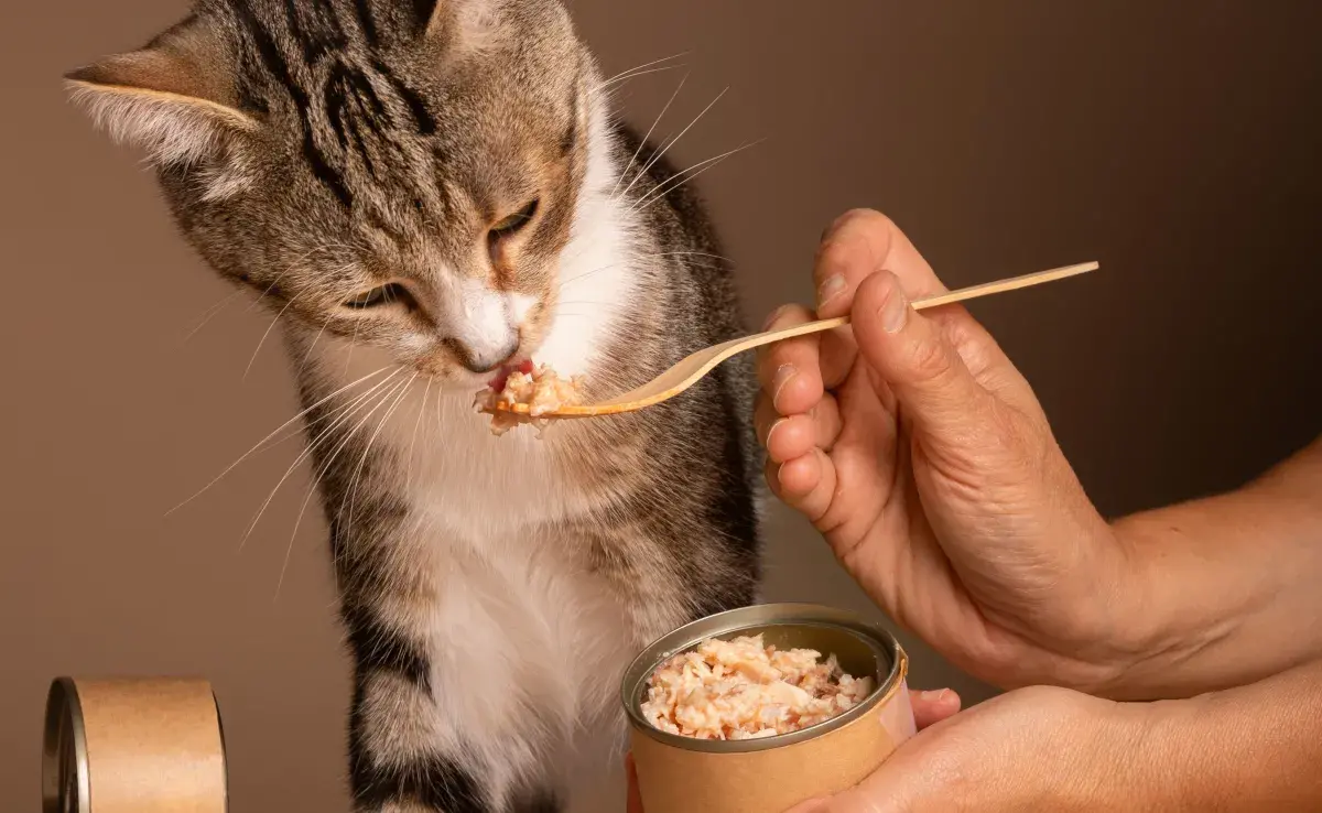 Si tu gato está enfermo del estómago evita los lácteos.