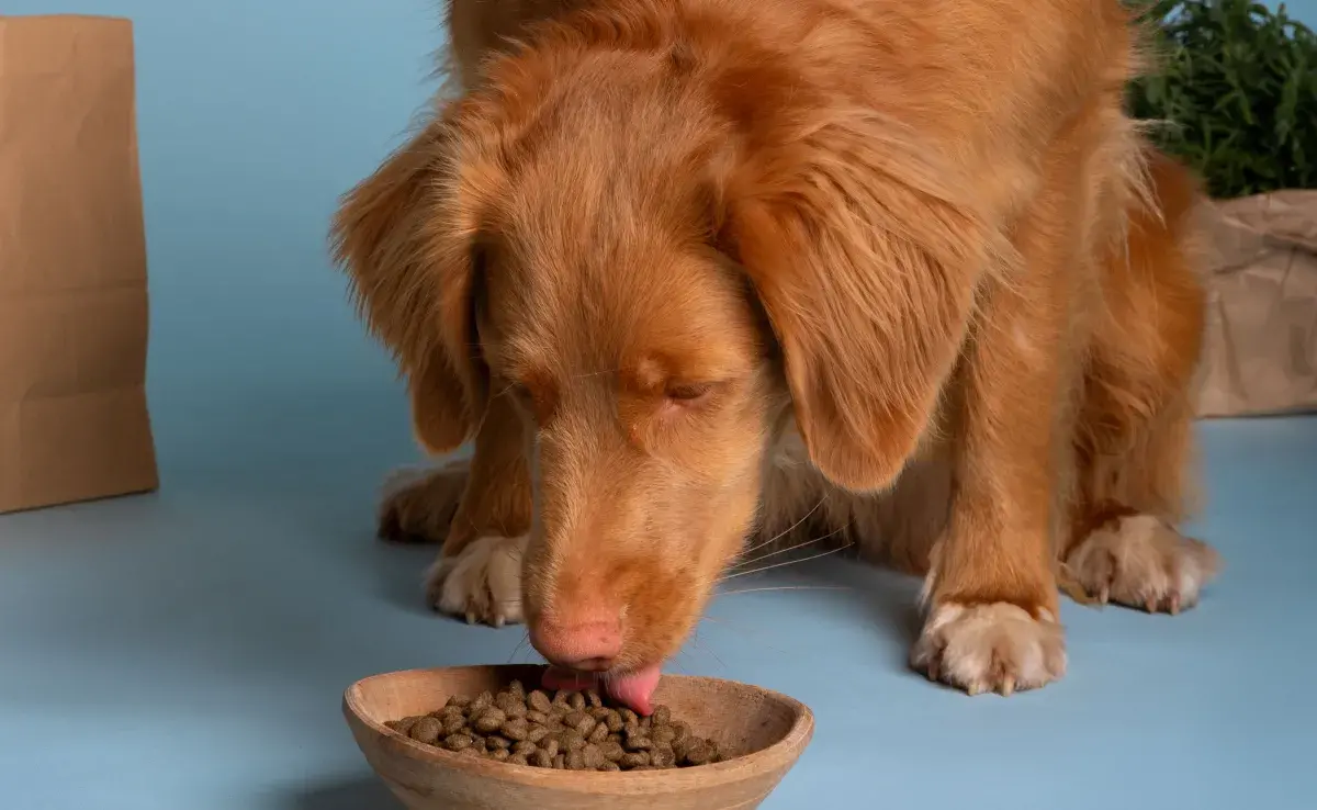 Si tu perro ya es viejo, evita darle lácteos y otros alimentos.