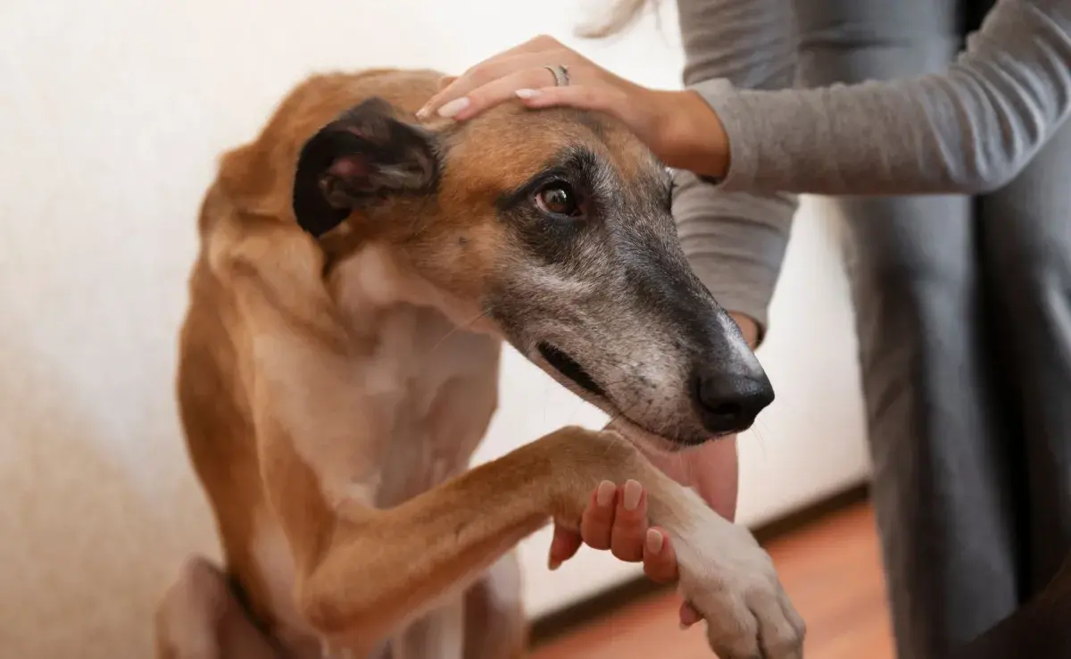 Frecuentemente se confunde el miedo en perros con la demencia canina.