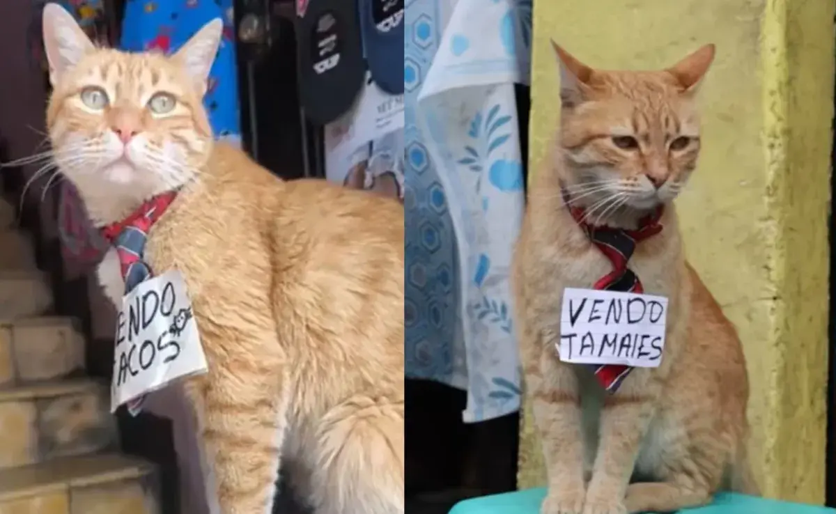  Toby ha mostrado una parte muy bonita del vínculo humano-gato.