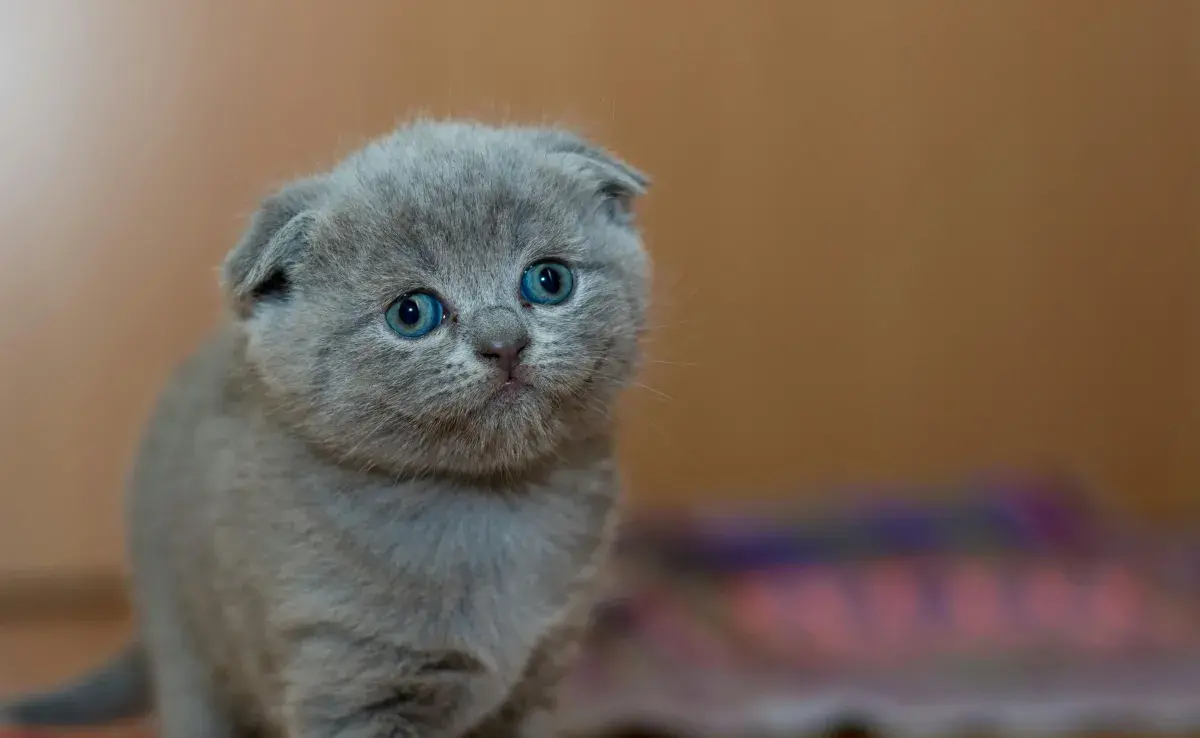 Los gatos nacen con las orejas pegadas a la cara, pero con el tiempo se suben.