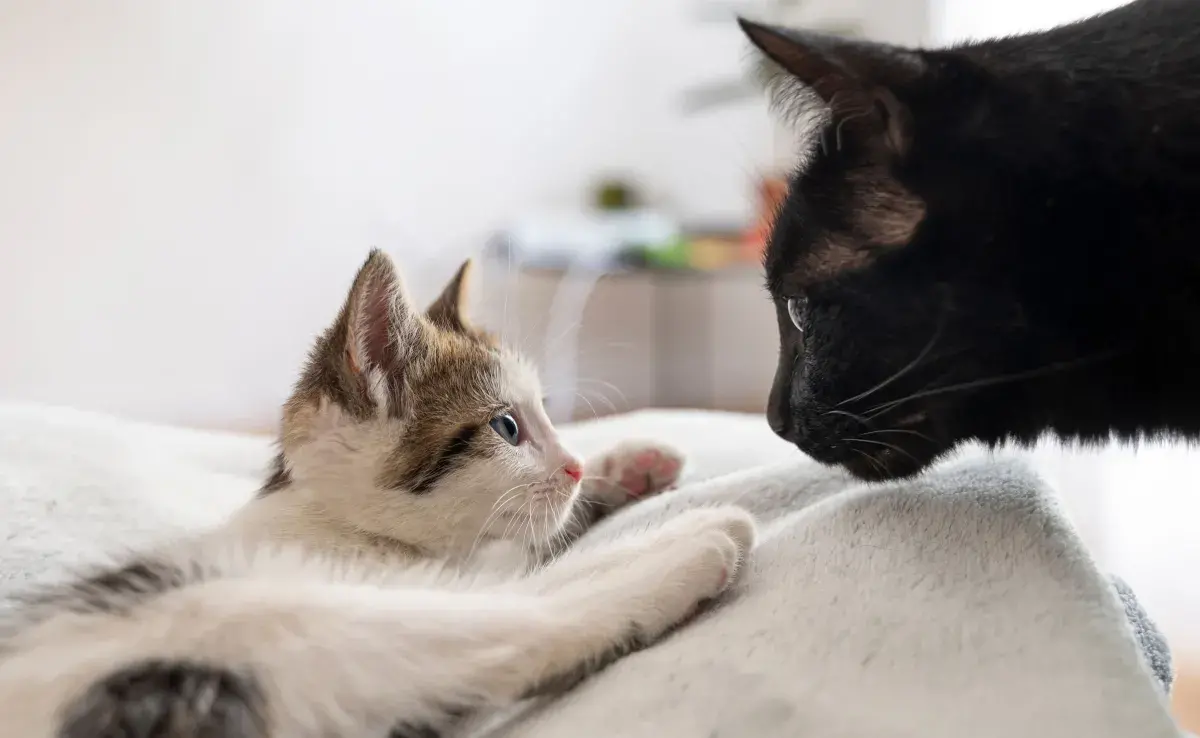 Cuando juntes a dos gatos, hazlo de forma gradual para evitar peleas.