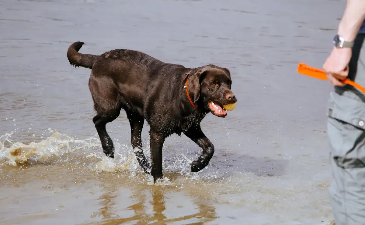 No es casualidad que los labradores sean excelentes nadadores. 
