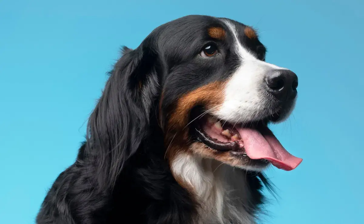 El nombre de tu perro es muy importante, ya que así puede entender cuando le hablan.