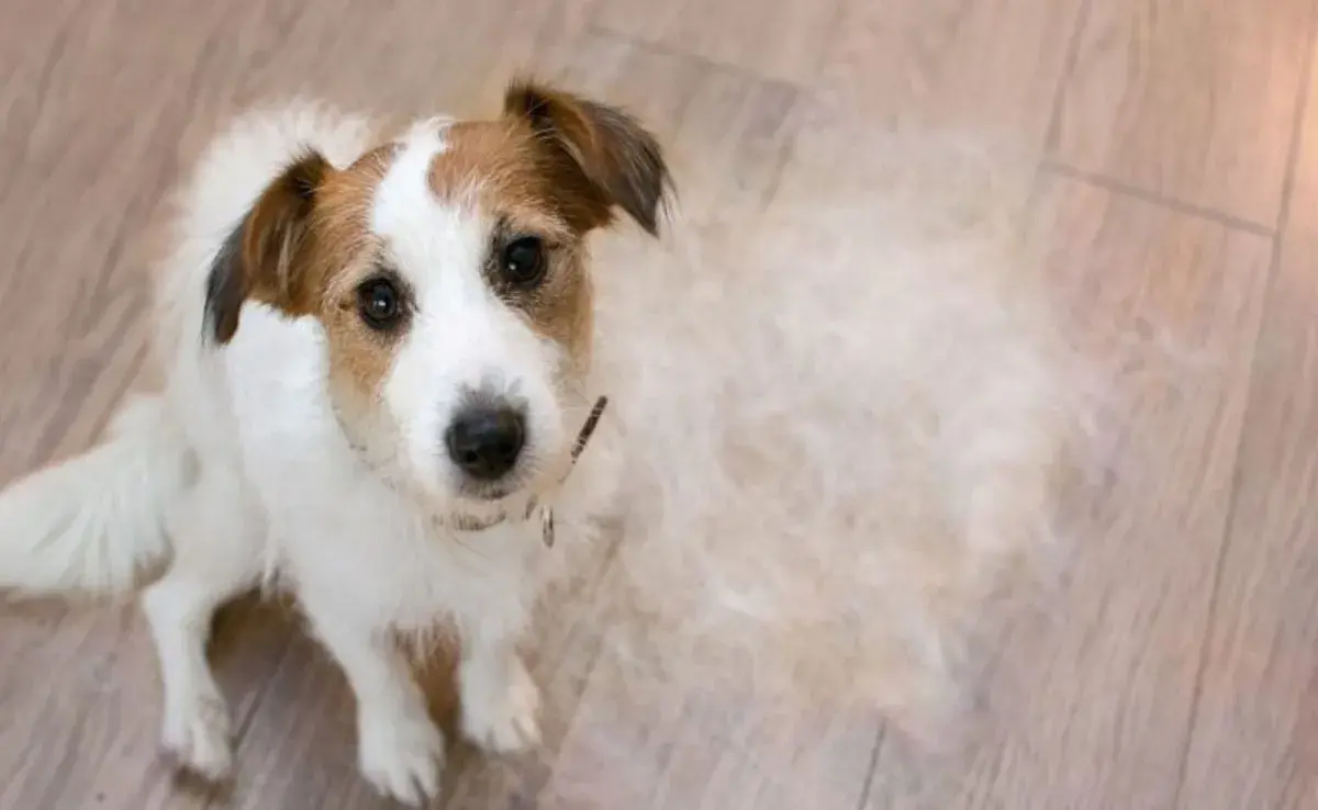 El pelaje de tu perro no está ahí solo para hacerlo ver adorable.