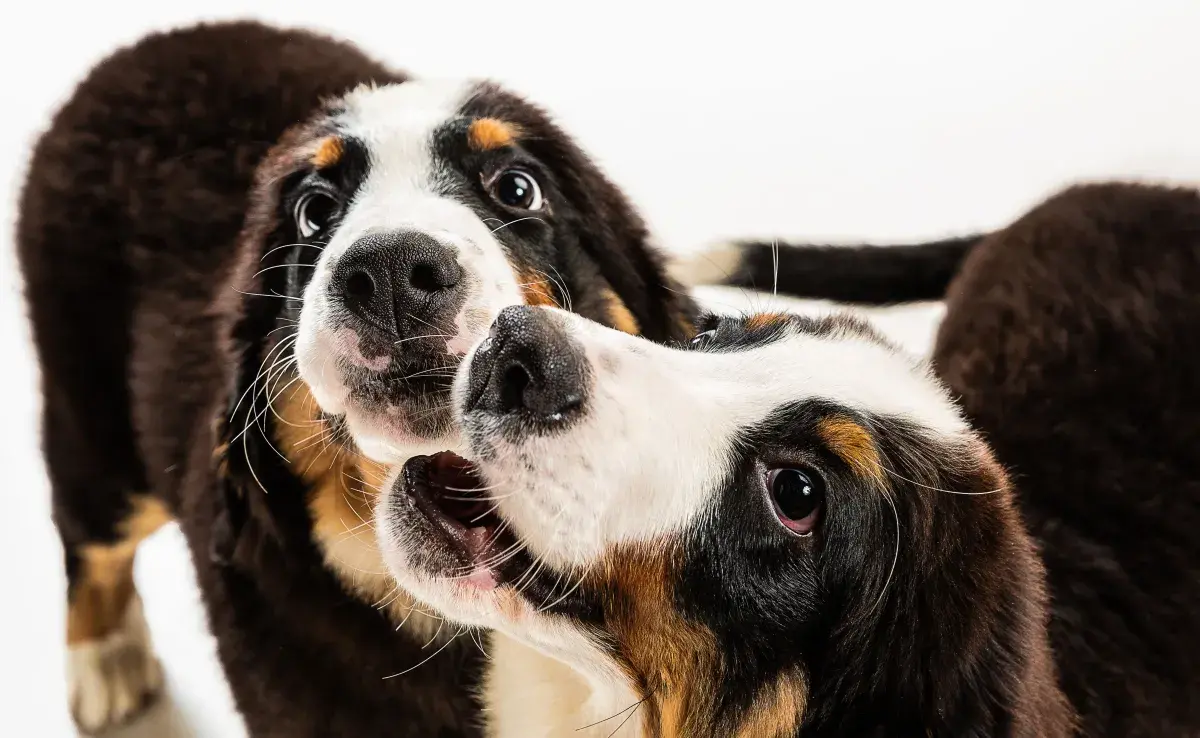 En promedio, el sangrado de tu perrita debe ser de 21 días.