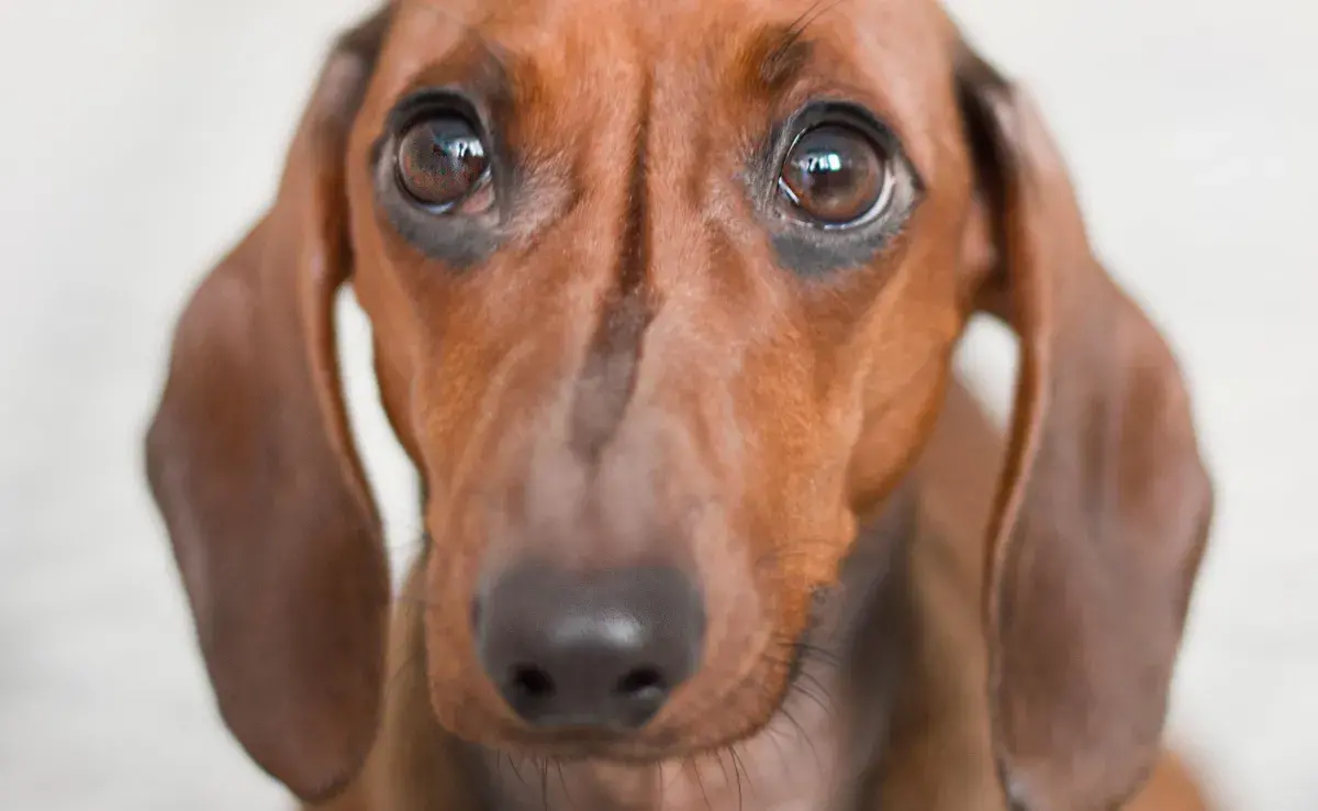Crear un ambiente seguro ayudará a tu perro a que deje de ser tímido.