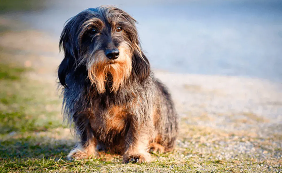 El llanto nocturno en perritos de edad avanzada puede tener múltiples causas.