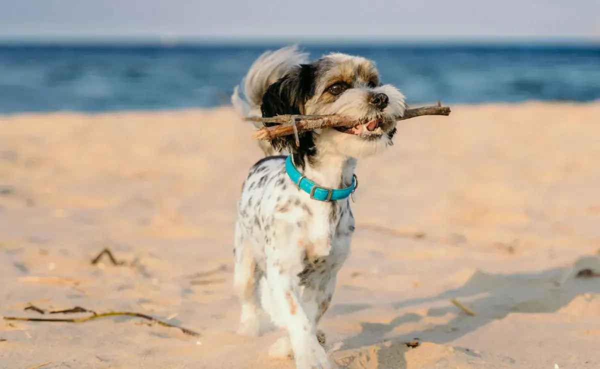 Recuerda que los perros no deben tomar agua del mar.