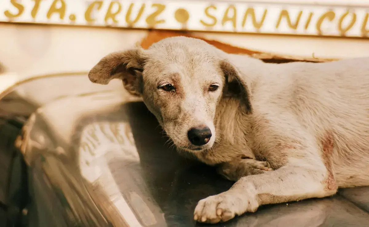 Los perros con dolor pueden dejar de comer o jugar.