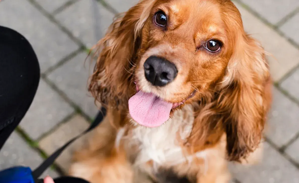 Algunos perros adoptados tienen problemas de socialización, por miedos.