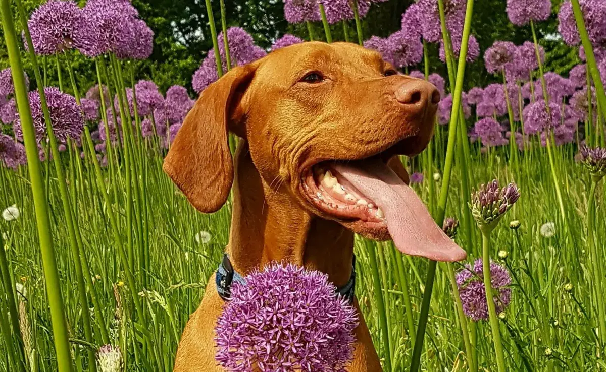 Durante abril, los perros puedes mostrar su alergia al polen.
