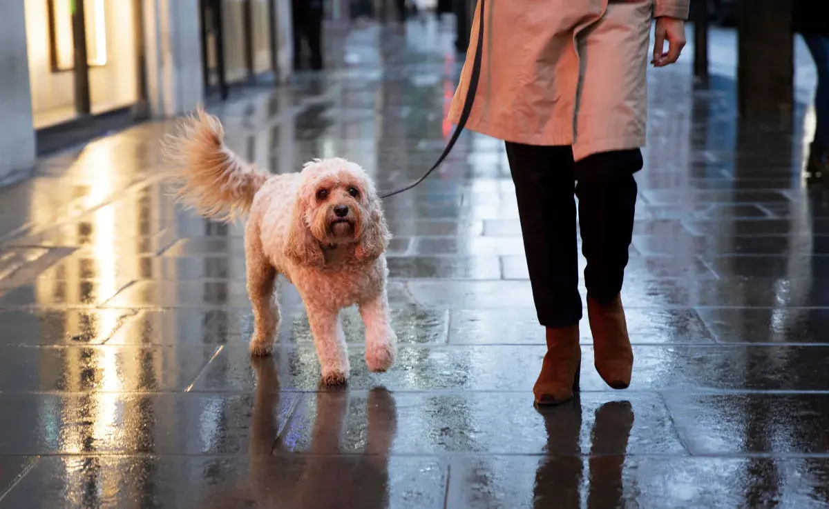 Puedes aplicarle botas a tu perro para que no se resbale.