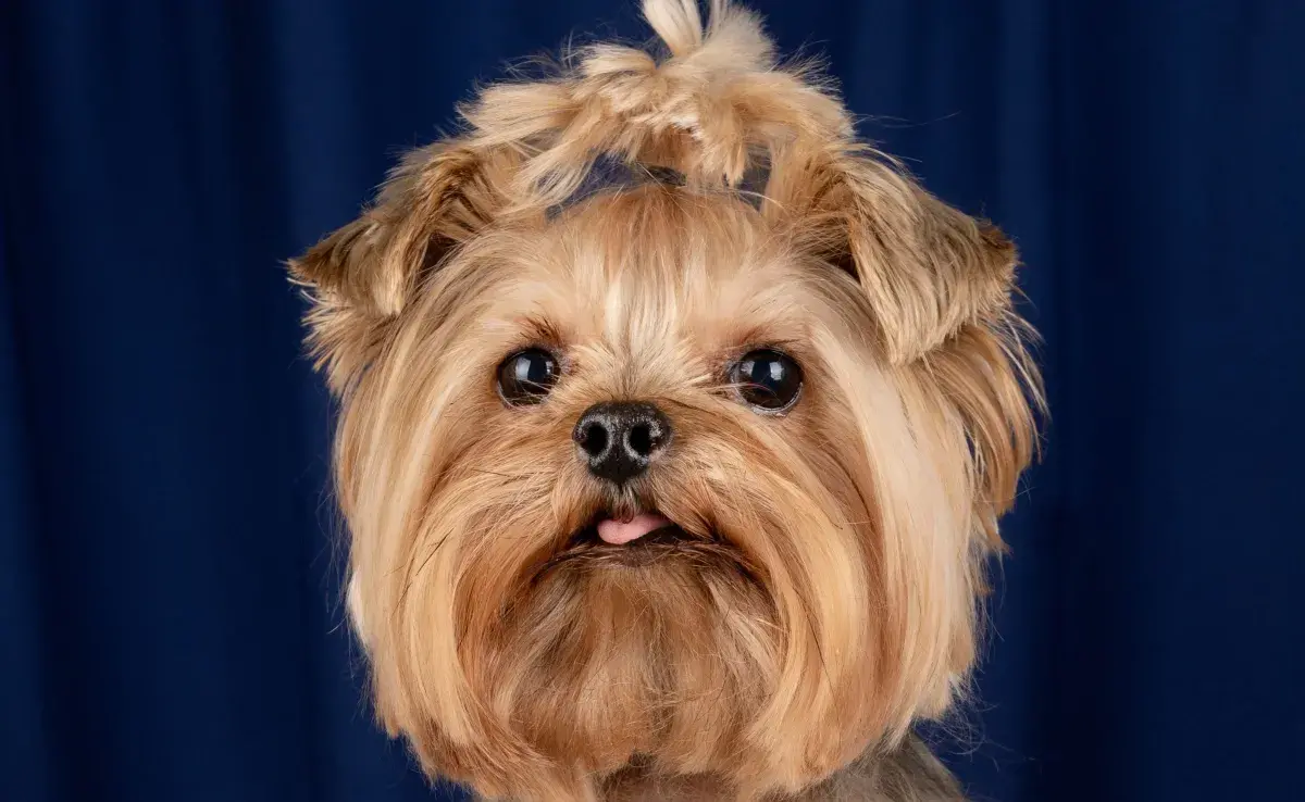 Plancharle el pelo a tu perro es un asunto estético, no tiene beneficios extras.