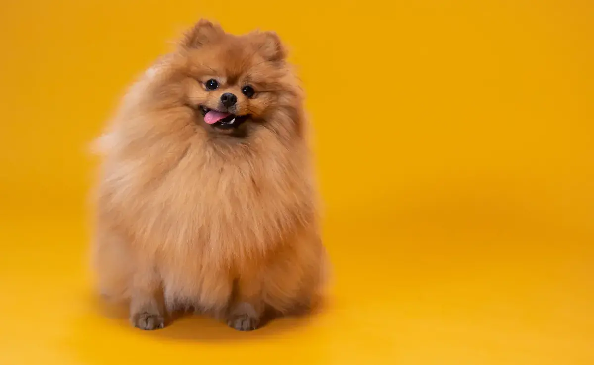 El estornudo inverso ocurre cuando los músculos del perro sufren espasmos