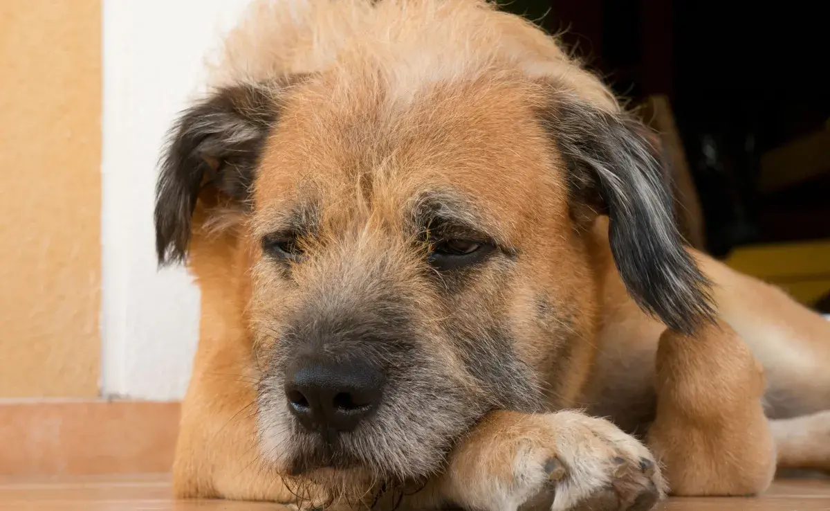 La insuficiencia renal es común en perros senior.